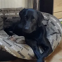 Ein schwarzer Labrador ruht in einem Bett mit Zeitungsmuster auf einem Holzboden, ein Vasen mit getrockneten Blumen im Hintergrund.