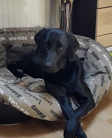 Ein schwarzer Labrador ruht in einem Bett mit Zeitungsmuster auf einem Holzboden, ein Vasen mit getrockneten Blumen im Hintergrund.
