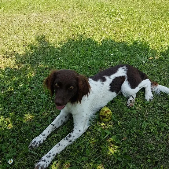 Ein braun-weißer Hund liegt auf dem Gras mit einer Kokosnuss vor ihm.