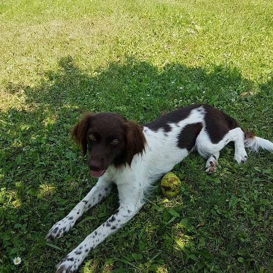 Ein braun-weißer Hund liegt auf dem Gras mit einer Kokosnuss vor ihm.