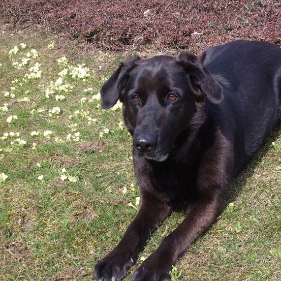 Ein schwarzer Labrador Retriever liegt auf einem Rasen. Der Hund hat braune Augen und schwarzes Fell. Kleine weiße Blumen sind auf dem Rasen verstreut.