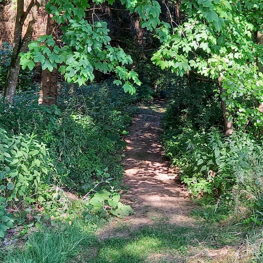 Ein schmaler Lehmweg führt durch einen dichten grünen Wald mit dichtem Laub, umgeben von Bäumen und Sträuchern.