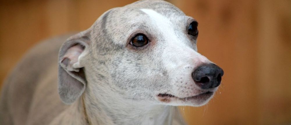 Nahaufnahme des Gesichts eines Windhundes mit grau-weißem Fell, braunen Augen und schwarzer Nase.