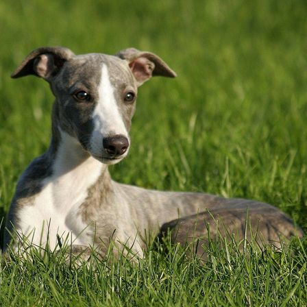 Ein schlanker Windhund mit grauem und weißem Fell liegt auf grünem Gras, die Ohren aufrecht und die Augen aufmerksam.