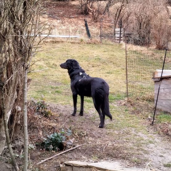 Ein schwarzer Hund mit Geschirr steht in einem eingezäunten Hof mit ausgetrockneten Bäumen und einer Holzkiste im Hintergrund.