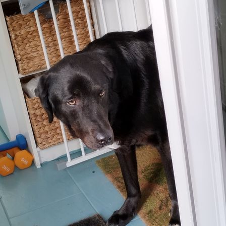 Ein schwarzer Hund steht in einer Türöffnung und schaut nach draußen, mit einem blauen Boden, Hanteln und einem weißen Tor mit Körben im Hintergrund.