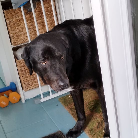 Ein schwarzer Hund steht in einer Türöffnung und schaut nach draußen, mit einem blauen Boden, Hanteln und einem weißen Tor mit Körben im Hintergrund.