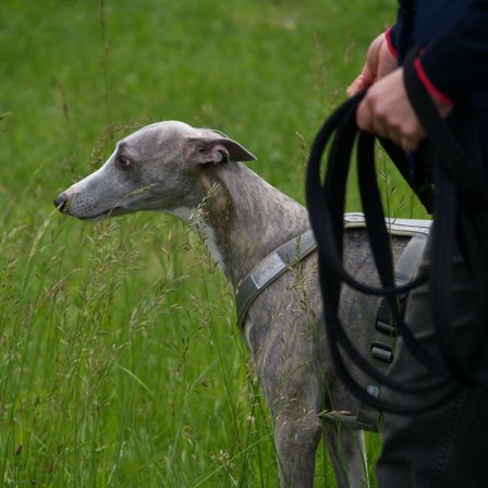 Eine Person hält ein Geschirr, das an einen Windhund befestigt ist, der in einem Grasfeld steht. Der Hund sieht aufmerksam aus.