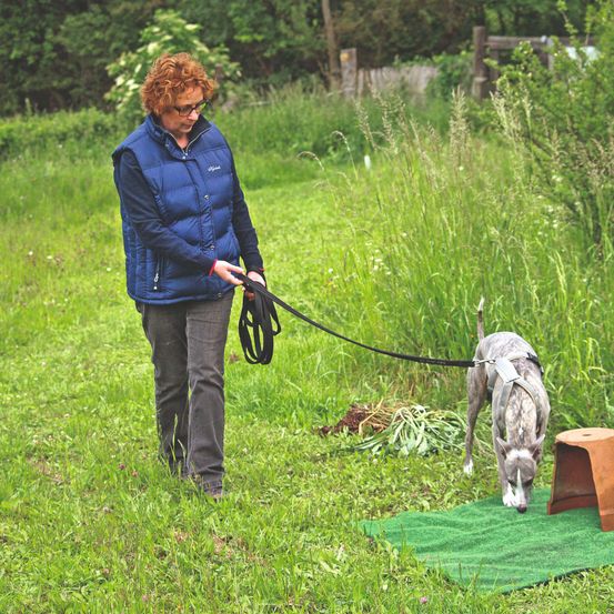 Eine Frau mit Brille führt ihren grauen Hund an der Leine in einem Grasfeld. Der Hund schnuppert an einem grünen Teppich.