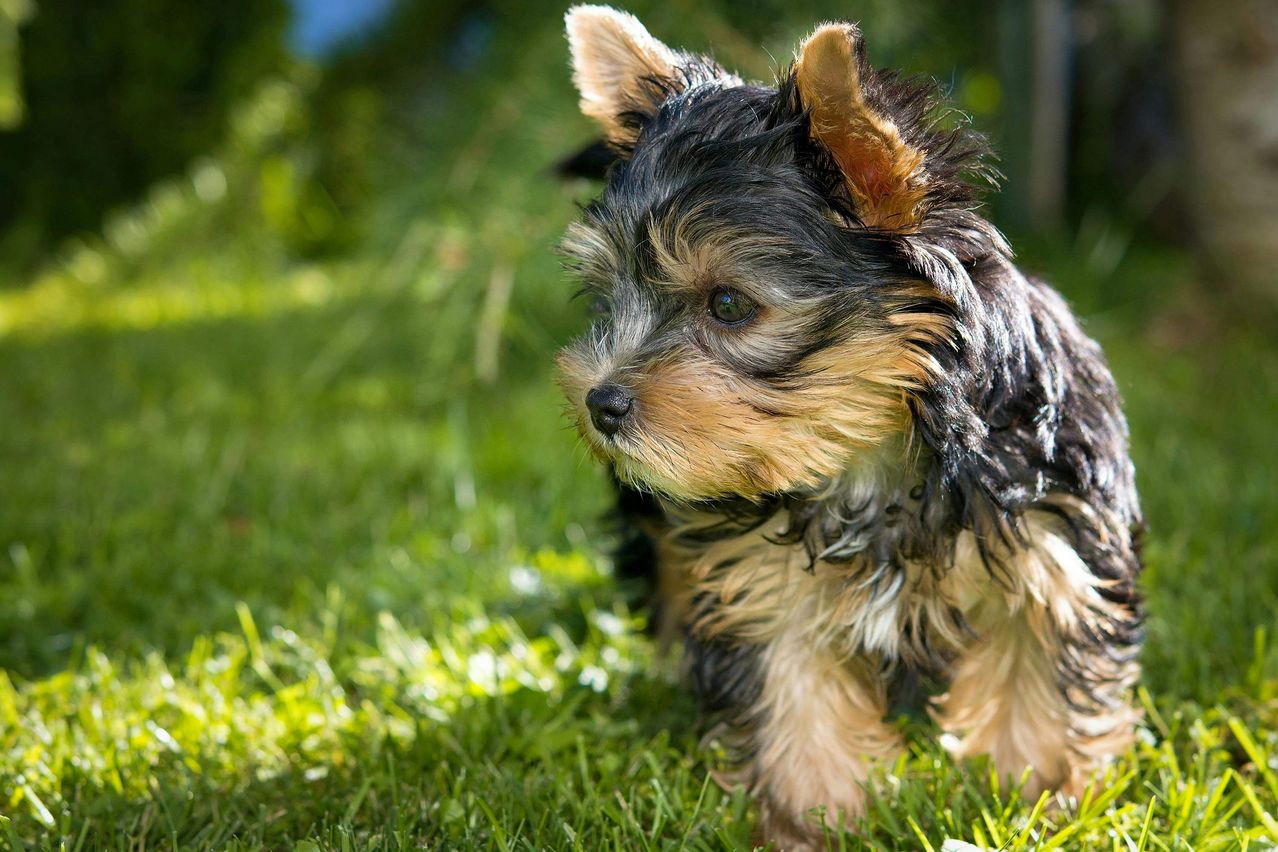 A wet, small black and brown dog standing on grass, looking around with its head tilted slightly to the left.