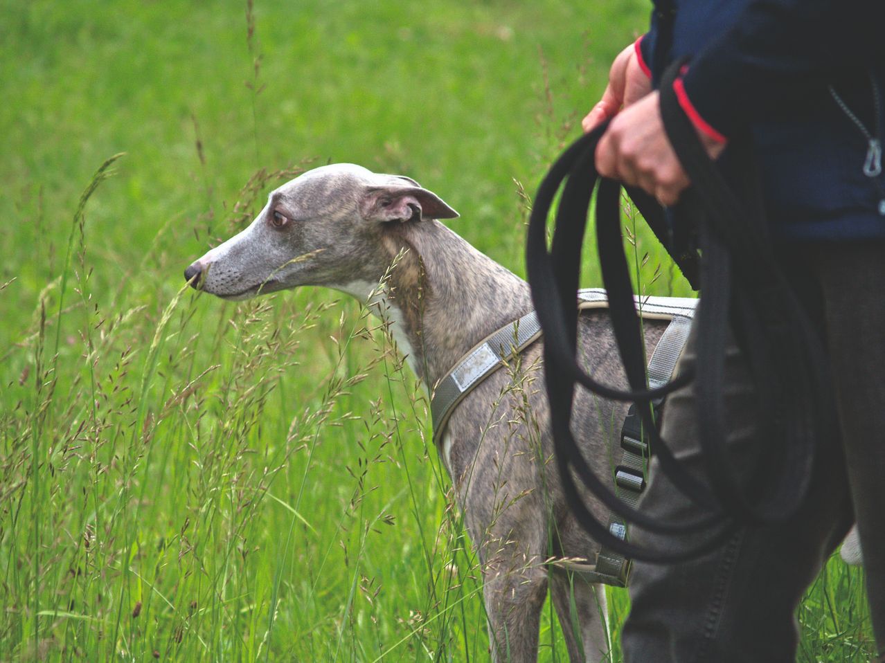 A person holds a leash in a grassy field with a greyhound sniffing the grass.