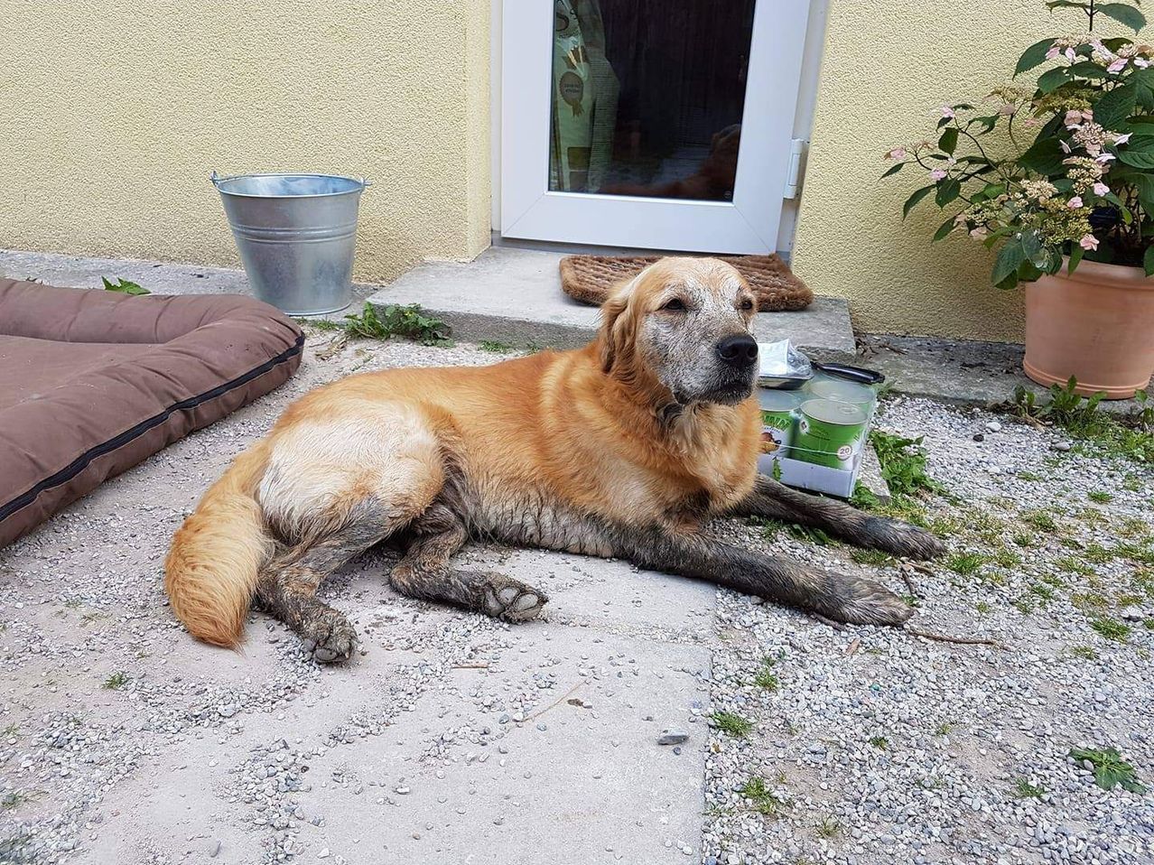 A large dog lies on the ground, covered in mud. A bucket and a dog bed are nearby. The house door is open with a mat outside.