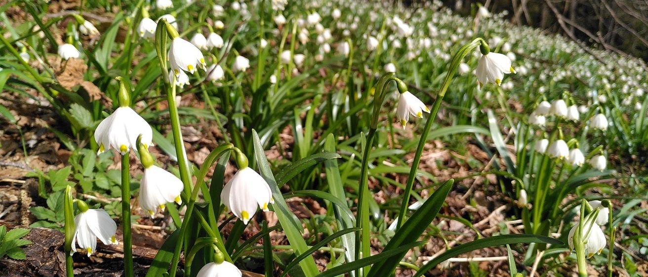 Bild enthält, Amaryllidaceae, Flower, Plant, Petal, Vegetation