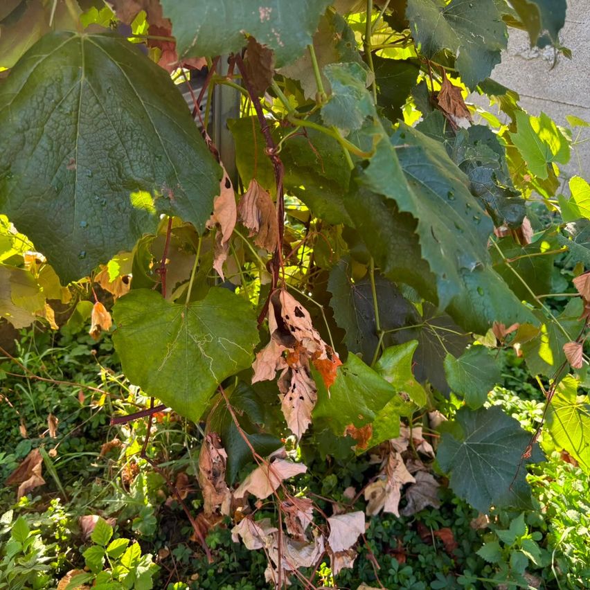 Ein Nahaufnahme einer Rebe mit großen grünen Blättern und einigen braunen, welken Blättern. Die Rebe wächst an einer Wand.