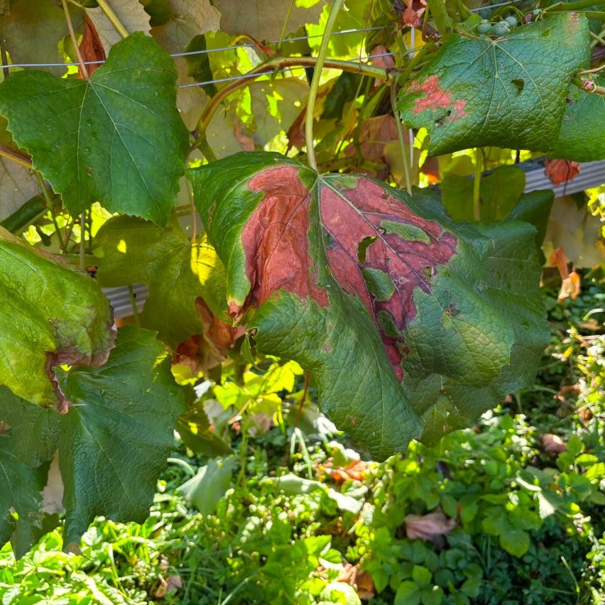 Ein Nahaufnahme eines Weinrebenblattes mit braunen Flecken, das an einem Spalier hängt. Das Blatt ist überwiegend grün mit einigen rotbraunen Verfärbungen.