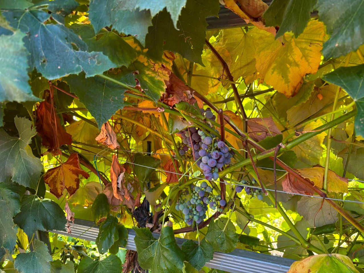 Ein Nahaufnahme einer Weinrebe mit Traubenclustern von lila Trauben, die von der Rebe hängen, umgeben von grünen und gelben Blättern.