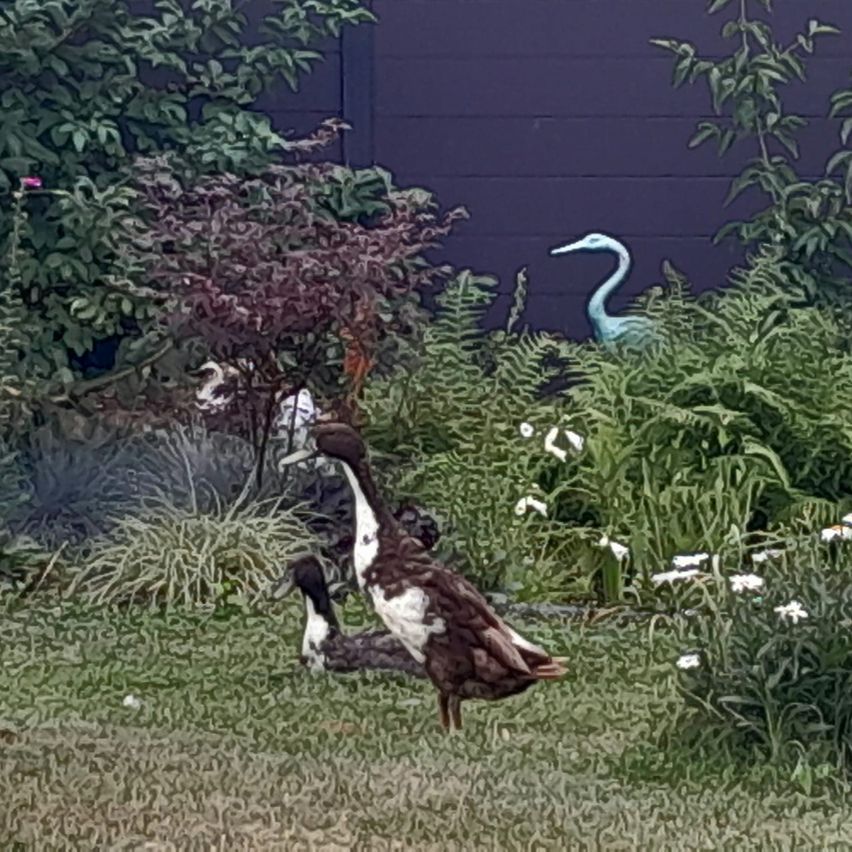 Two ducks stand in a garden with a blue heron statue in the background. The garden is filled with various plants and flowers.
