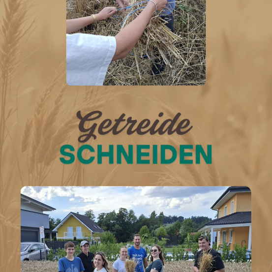 Eine Gruppe von Menschen steht in einem Weizenfeld. Eine Person hält einen Bündel Weizen. Eine andere Gruppe ist beim Ernten von Weizen zu sehen.