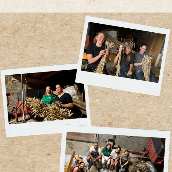 Drei Fotos zeigen Frauen, die mit Weizen in einer Scheune arbeiten. Ein Foto zeigt drei Frauen, die sitzend Weizen halten, und die anderen beiden zeigen Frauen, die mit Weizen arbeiten.