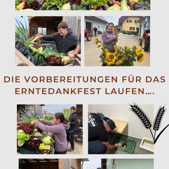 Bilder von Freiwilligen beim Sortieren von Gemüse, Arrangieren von Sonnenblumen und einer Collage von Menschen, die auf einem Bauernhof mit Gemüse und einem Weizen-Grafik arbeiten.