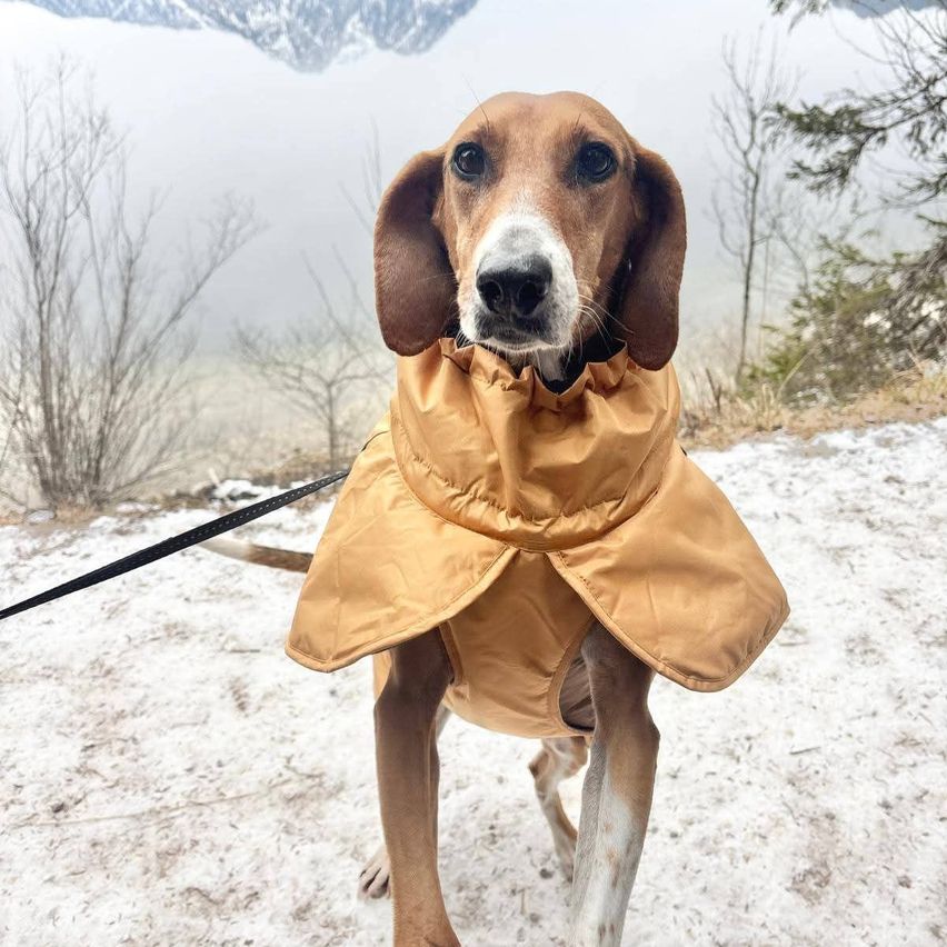 Ein Hund in einem beigen Regenmantel steht auf schneebedecktem Boden und blickt nach vorne, mit Bergen und Bäumen im Hintergrund.