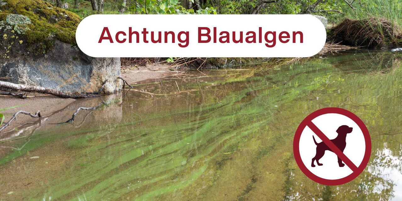 Ein Warnhinweis in Deutsch, 'Achtung Blaualgen,' warnt vor Blaualgen im Wasser. Das Wasser ist grünlich mit sichtbaren Algen, und der Hintergrund ist unscharf mit Bäumen und Pflanzen.