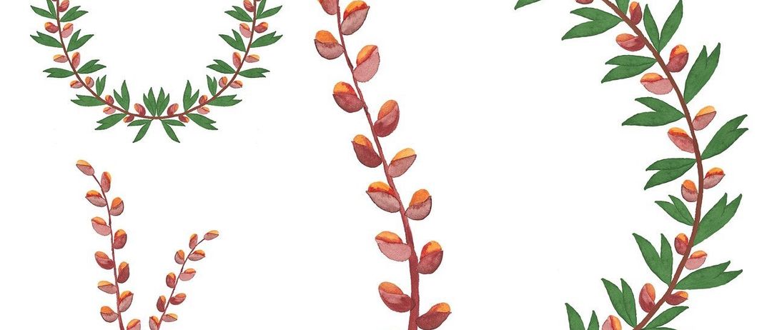 Das Bild zeigt vier verschiedene Zweige mit grünen Blättern und roten, ovalen Früchten. Die Zweige sind so angeordnet, dass sie einem Kranz ähneln. Jeder Zweig hat ein einzigartiges Muster aus Blättern und Früchten.