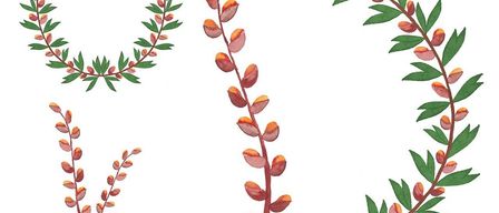 Das Bild zeigt vier verschiedene Zweige mit grünen Blättern und roten, ovalen Früchten. Die Zweige sind so angeordnet, dass sie einem Kranz ähneln. Jeder Zweig hat ein einzigartiges Muster aus Blättern und Früchten.