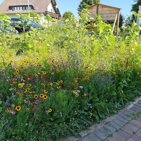 Ein bunter Wildblumengarten grenzt an einen gepflasterten Gehweg, mit einer Holzkonstruktion und einem Haus im Hintergrund, alles unter einem klaren blauen Himmel.