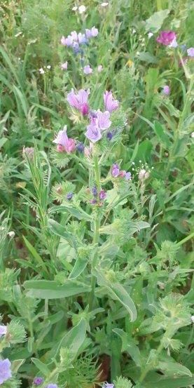 Eine Nahaufnahme eines Feldes mit verschiedenen lila und blauen Blumen, darunter einige mit spitzen Blättern, umgeben von grünem Gras und anderen Pflanzen.