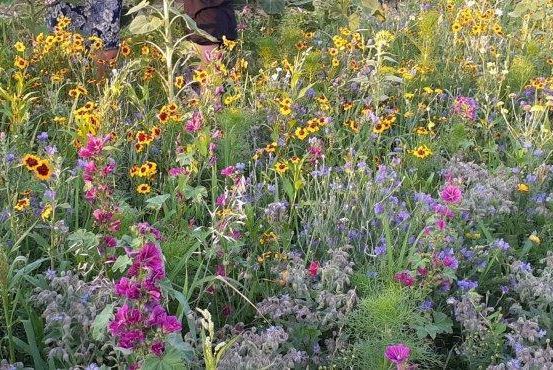 Ein Feld gefüllt mit verschiedenen Wildblumen in Gelb, Pink und Lila, mit hohem Gras und Pflanzen unter einem klaren Himmel.