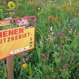 Ein Schild in einem Feld von Wildblumen mit der Aufschrift 'Bienenschutzgebiet' und einer Biene darauf. Das Schild steht auf einem Holzpfosten.