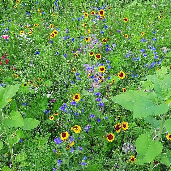 Eine farbenfrohe Wiese voller verschiedener Wildblumen, darunter Gänseblümchen, Sonnenblumen und blaue Blumen, vor einem Hintergrund aus saftigem grünem Gras.