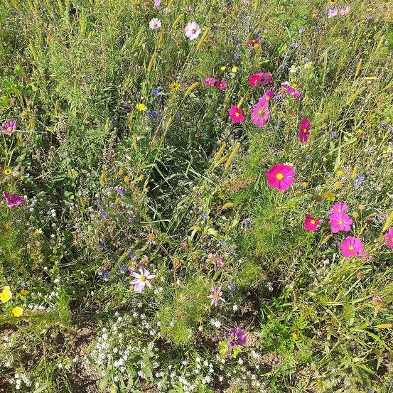 Ein Feld mit verschiedenen Wildblumen in Farben wie Pink, Gelb und Blau wächst zwischen hohem Gras. Die Blumen befinden sich in unterschiedlichen Wachstumsstadien.