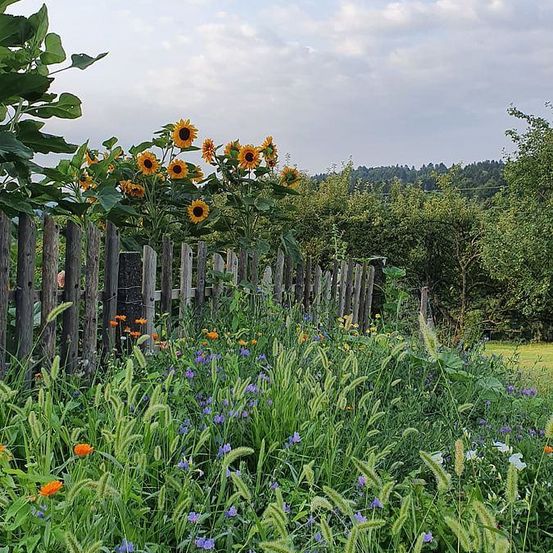Ein Garten mit einem Holzzaun, Sonnenblumen und verschiedenen Blumen vor einem bewölkten Himmel. Der Garten ist von Bäumen und Gras umgeben.