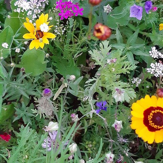 Ein Garten mit einer Vielzahl bunter Blumen, darunter gelbe, weiße, rote und lila Blüten, alles umgeben von grünen Blättern.
