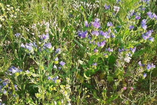 Ein Feld voller bunter Wildblumen, vorwiegend in Lila, mit einer Mischung aus grünen Gräsern und einigen weißen Blüten. Die Blumen stehen in voller Blüte und erschaffen eine farbenfrohe und lebendige Szene.