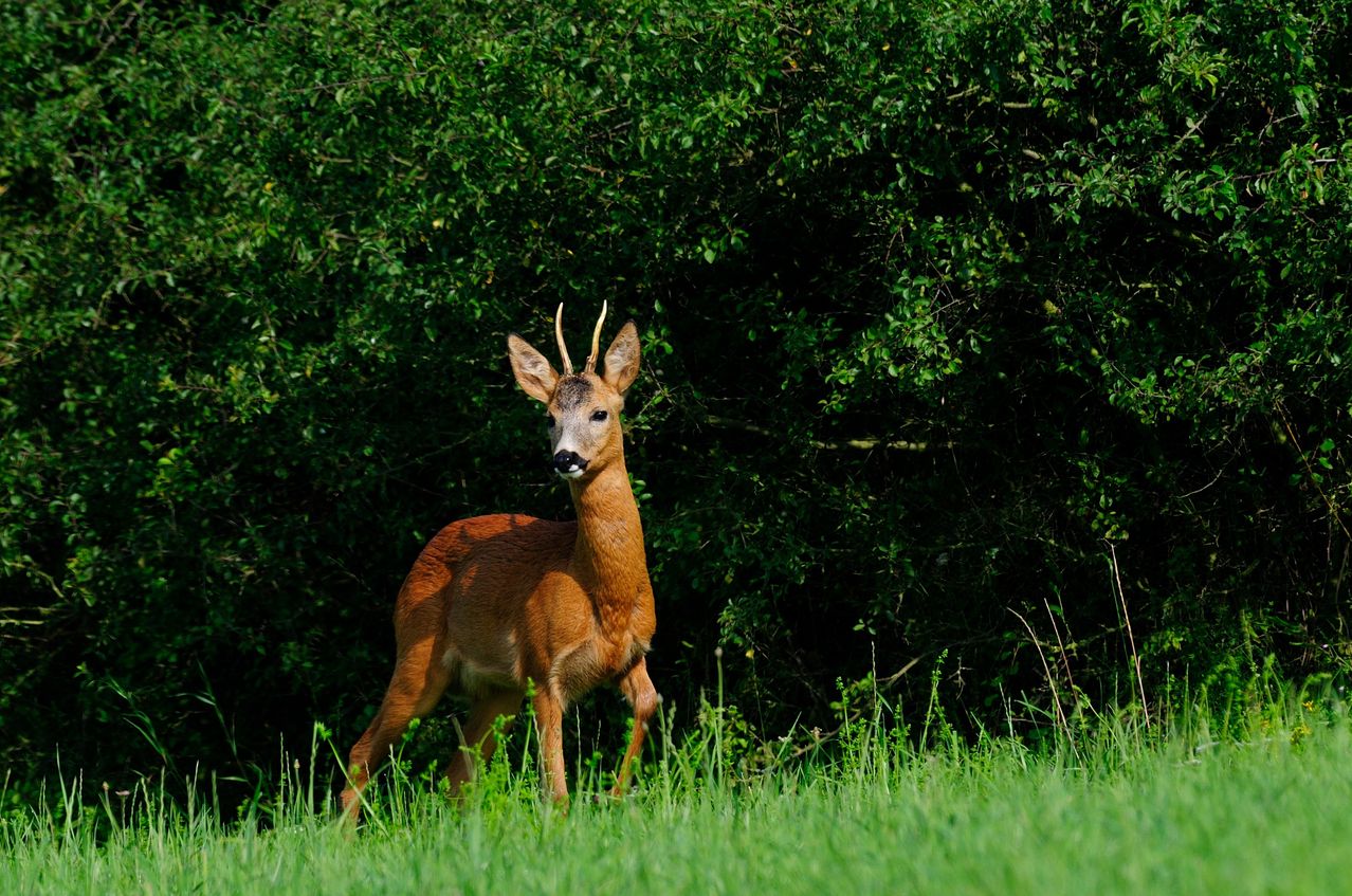 A roe deer with small antlers stands alert in a grassy field with dense bushes in the background.