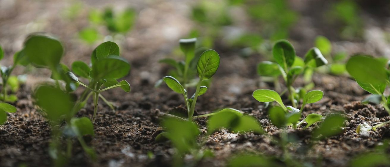 Bild enthält, Soil, Leaf, Plant, Garden, Nature, Outdoors, Gardening, Leafy Green Vegetable, Field