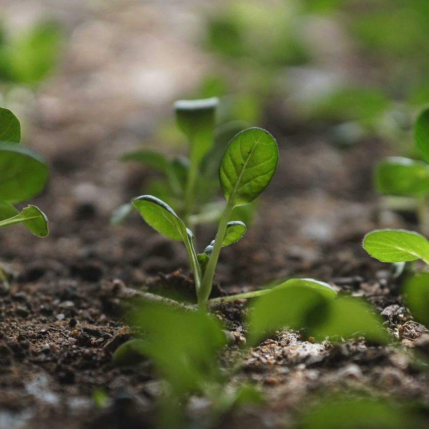 Bild enthält, Soil, Leaf, Plant, Garden, Nature, Outdoors, Gardening, Leafy Green Vegetable, Field