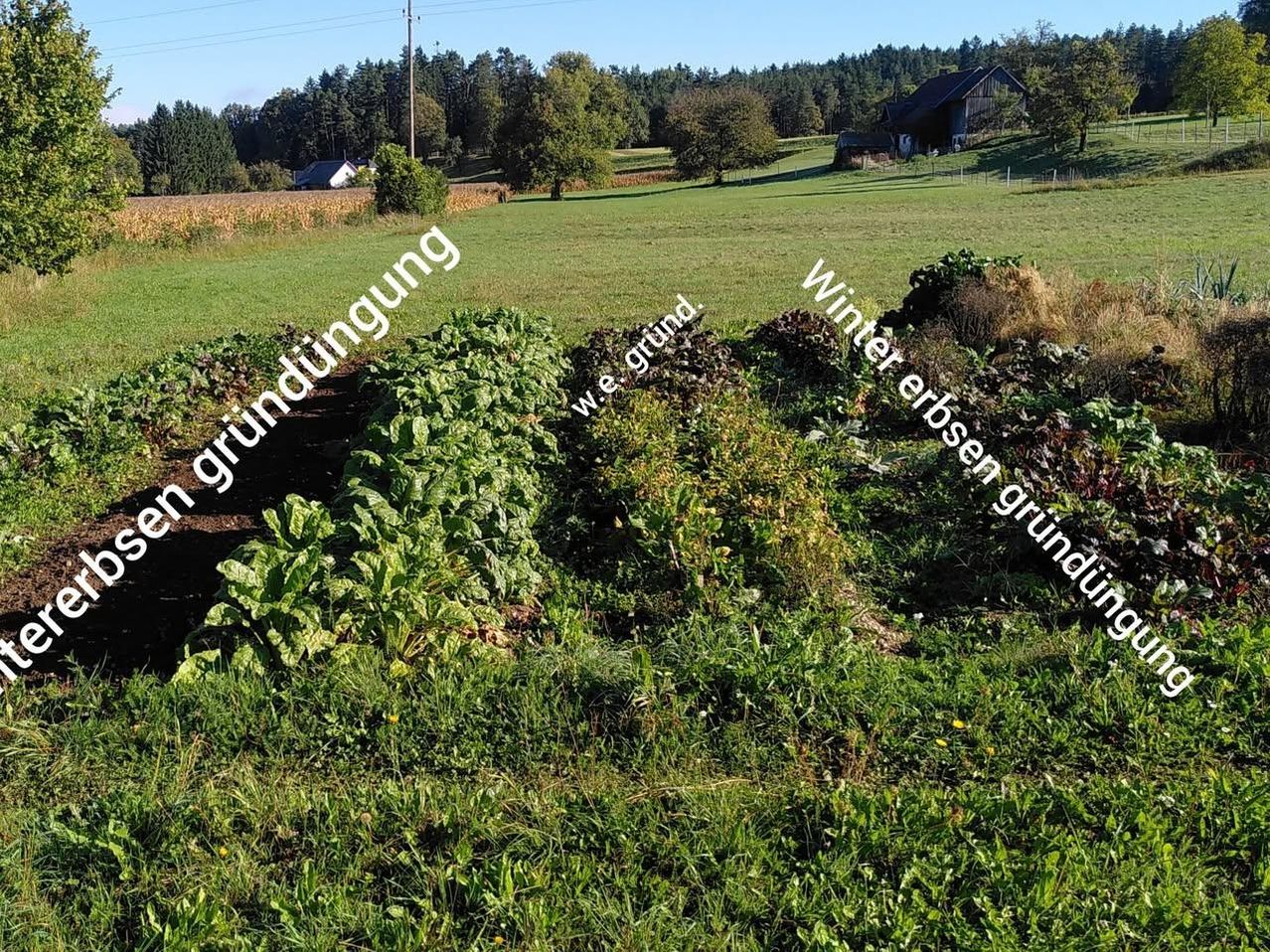 Ein Feld mit grünen Pflanzen in Reihen, umgeben von einer grünen Landschaft. Ein kleines Haus ist in der Ferne. Die Worte 'Ch Grundung' und 'Winter Erhse Grundung' sind auf dem Bild geschrieben.