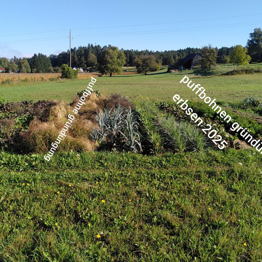 Eine Landschaft mit üppigen grünen Feldern, braunen und gelben Flecken und einer Scheune in der Ferne unter einem klaren Himmel.