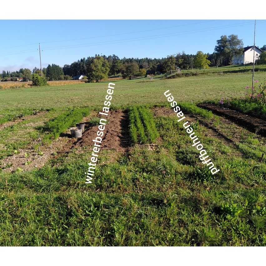 Ein Feld mit kultivierter Erde und zwei Reihen Pflanzen. Das Feld ist grün mit braunen Flecken. Es gibt Wörter auf der Erde geschrieben, 'Wintererbsen lassen' und 'Uessel bauen'. Im Hintergrund sind Bäume und ein Haus zu sehen.
