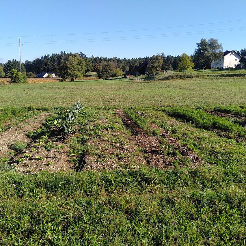 An einem sonnigen Tag zeigt sich ein großes Feld mit einigen Pflanzen und Häusern im Hintergrund. Der Boden ist gepflügt, und einige Pflanzen wachsen. Bäume umgeben das Feld, und es ist ein klarer blauer Himmel zu sehen.