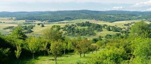 Bild enthält, Vegetation, Land, Nature, Outdoors, Tree, Woodland, Countryside, Pasture, Scenery, Grassland