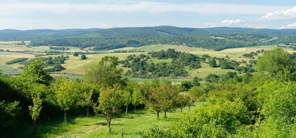 Bild enthält, Vegetation, Land, Nature, Outdoors, Tree, Woodland, Countryside, Pasture, Scenery, Grassland