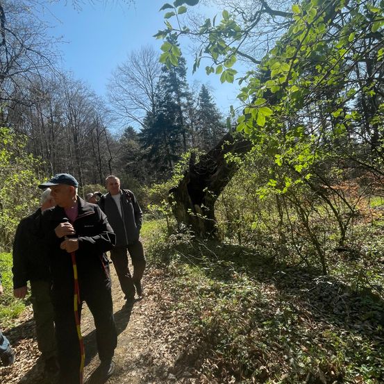 Eine Gruppe von Männern geht im Wald, sie halten Wanderstöcke in der Hand. Einer von ihnen schaut nach rechts. Die Bäume und Pflanzen um sie herum sind grün.