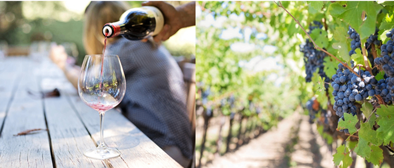 Bild enthält, Nature, Outdoors, Countryside, Rural, Farm, Person, Vineyard, Alcohol, Beverage, Leaf