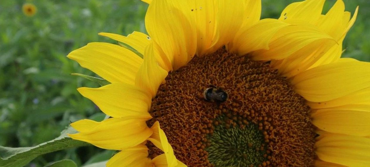 v1_migrated_image_27474868