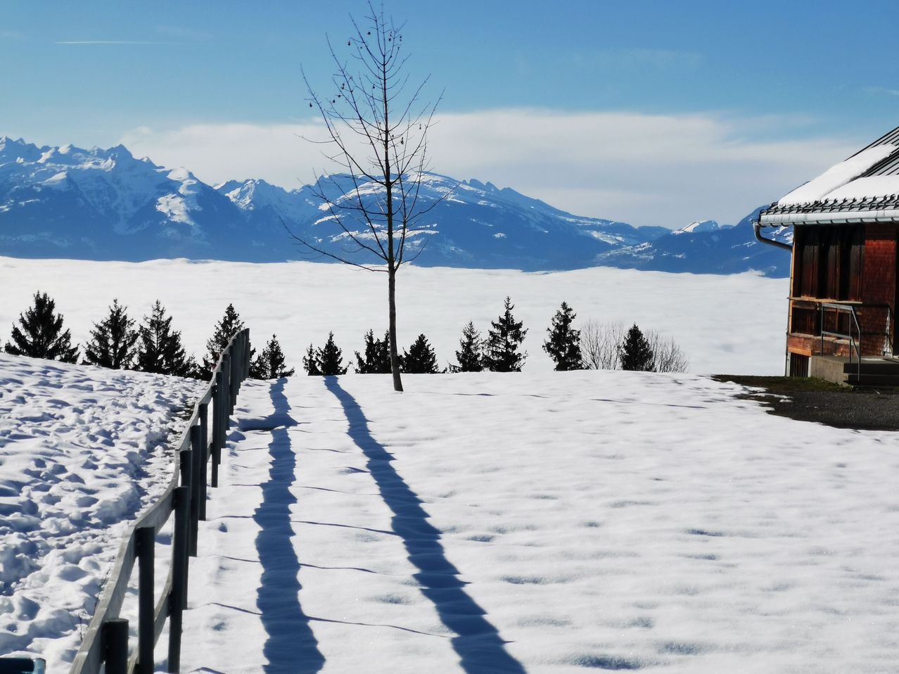 Eine verschneite Landschaft mit einem einzelnen Baum im Vordergrund. Schatten werden von den Bäumen auf den Schnee geworfen. Berge, die mit Schnee und Wolken bedeckt sind, befinden sich im Hintergrund.